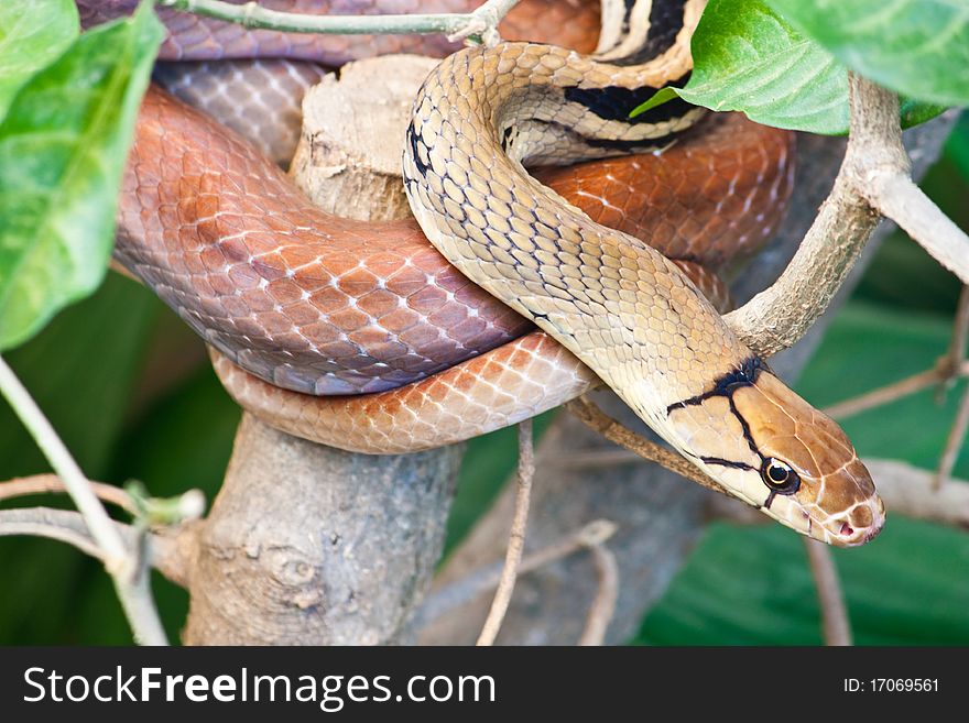 Snake on a tree in rain forest Thailand