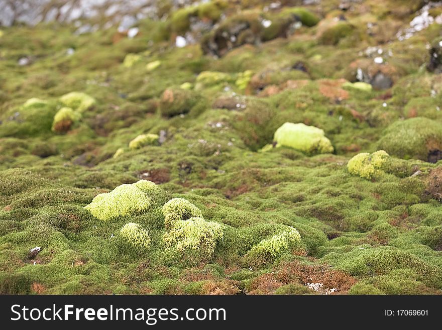 Green Arctic Tundra, Summer &x28;Svalbard&x29;