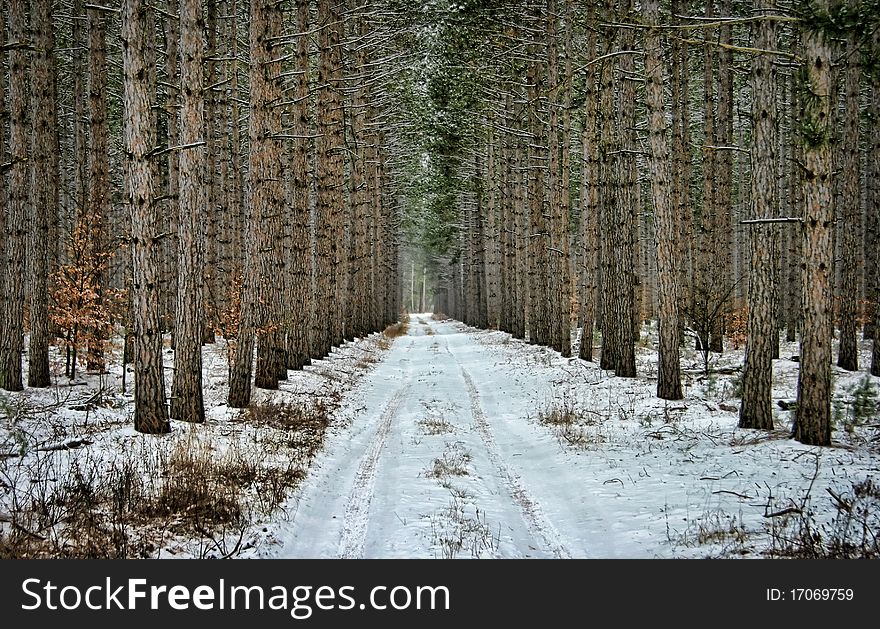 Road Through Pine Trees