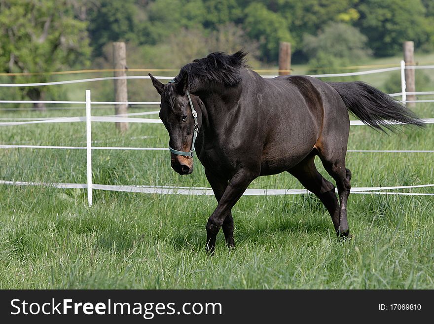 Portrait of a trotting English thoroughbred horse