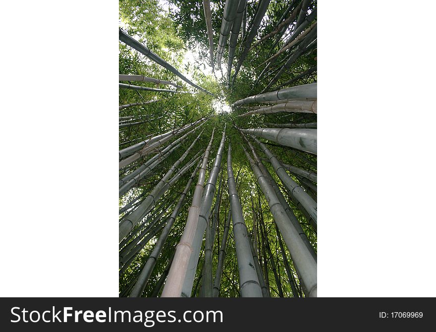 Sunlight through treetops of mature bamboo forest canopy looking up to sky. Sunlight through treetops of mature bamboo forest canopy looking up to sky