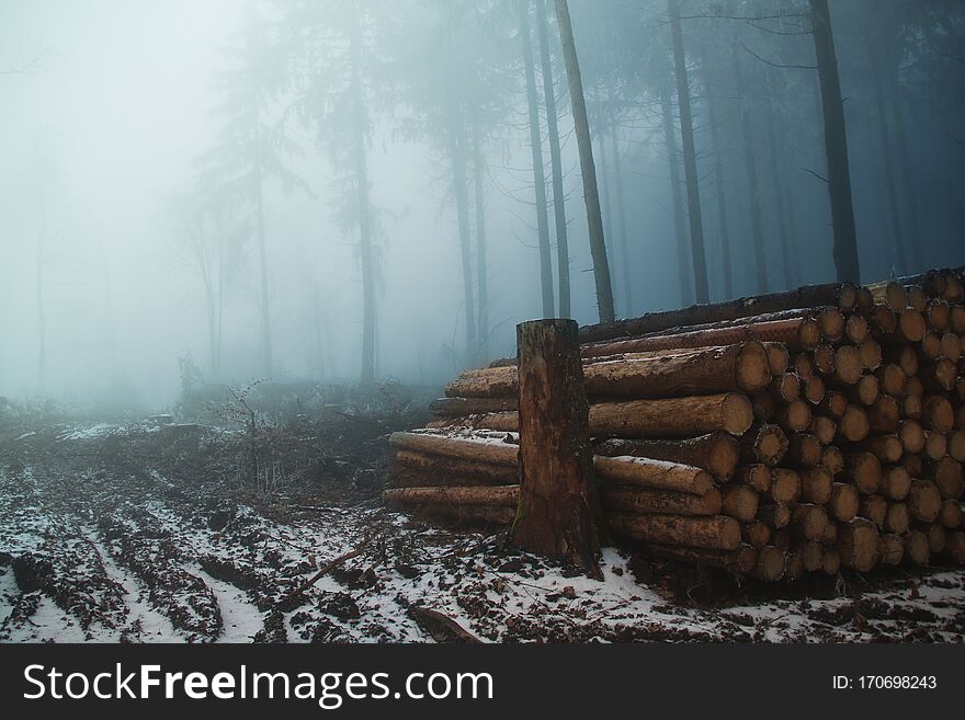 Landscape with felled tree trunks on a blurry background of a foggy forest, logging concept