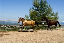 Two Horses Running On The Ranch Royalty Free Stock Photography