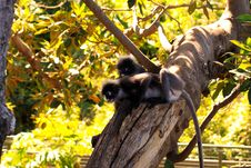Two Dusky-Leaf Monkeys In Tree Royalty Free Stock Image Two Dusky-Leaf Monkeys In Tree Royalty Free Stock Image