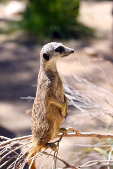 Meerkat - Suricata Suricatta Royalty Free Stock Images Meerkat - Suricata Suricatta Royalty Free Stock Images