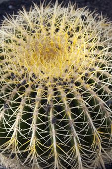 Cactus Cacti Royalty Free Stock Photography