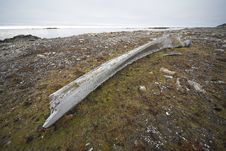 Very Old Whale Bone &x28;Arctic&x29; Royalty Free Stock Photography
