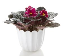 Pot Flowers Saintpaulia Flower Royalty Free Stock Photo