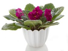 Pot Flowers Saintpaulia Flower Royalty Free Stock Images
