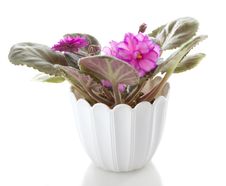 Pot Flowers Saintpaulia Flower Stock Photo