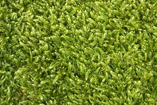 Moss Seamless Texture Free Stock Images Photos 29780180 Stockfreeimages Com