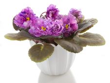 Potted Flower Stock Photography