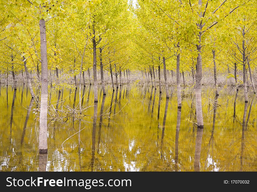 Yellow trees on water - beautiful scenery, vibrant colors