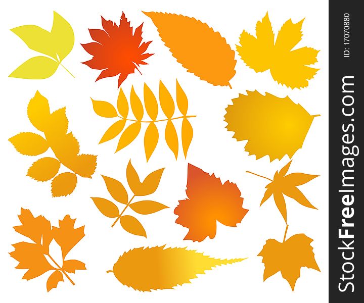 Set of autumn leaves of different trees. A illustration. Set of autumn leaves of different trees. A illustration