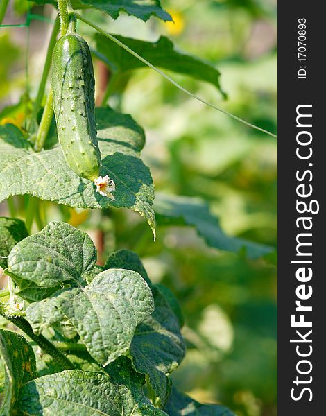 The green fresh cucumber on a green background hangs on a bed in a kitchen garden. The green fresh cucumber on a green background hangs on a bed in a kitchen garden