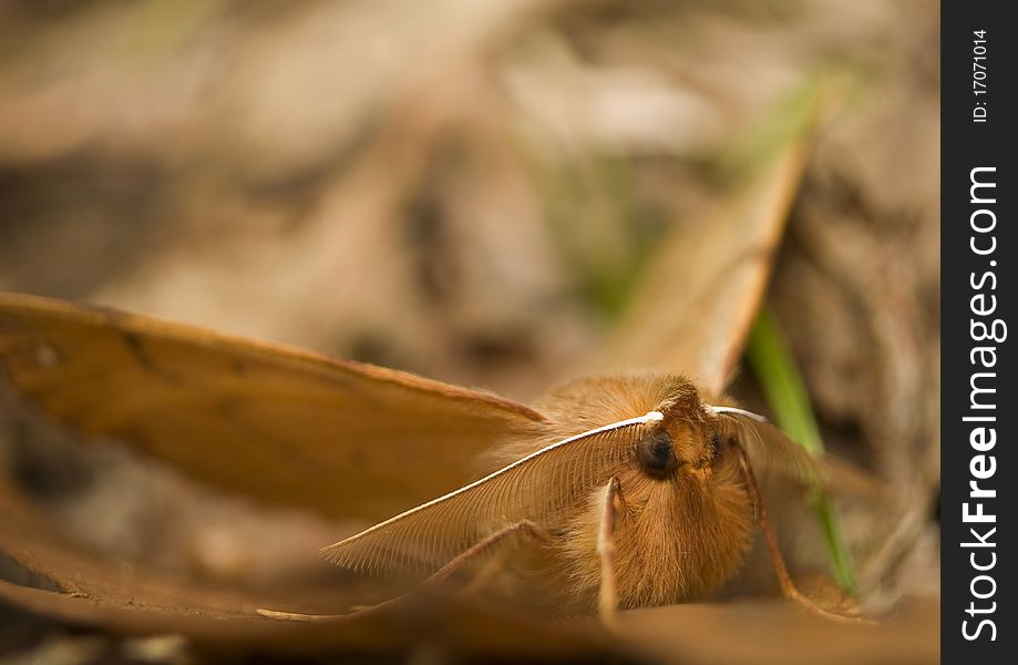 Colotois pennaria light brown hairy moth