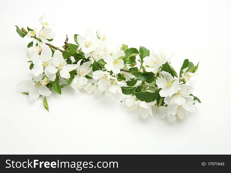Blossoming apple-tree on a white background