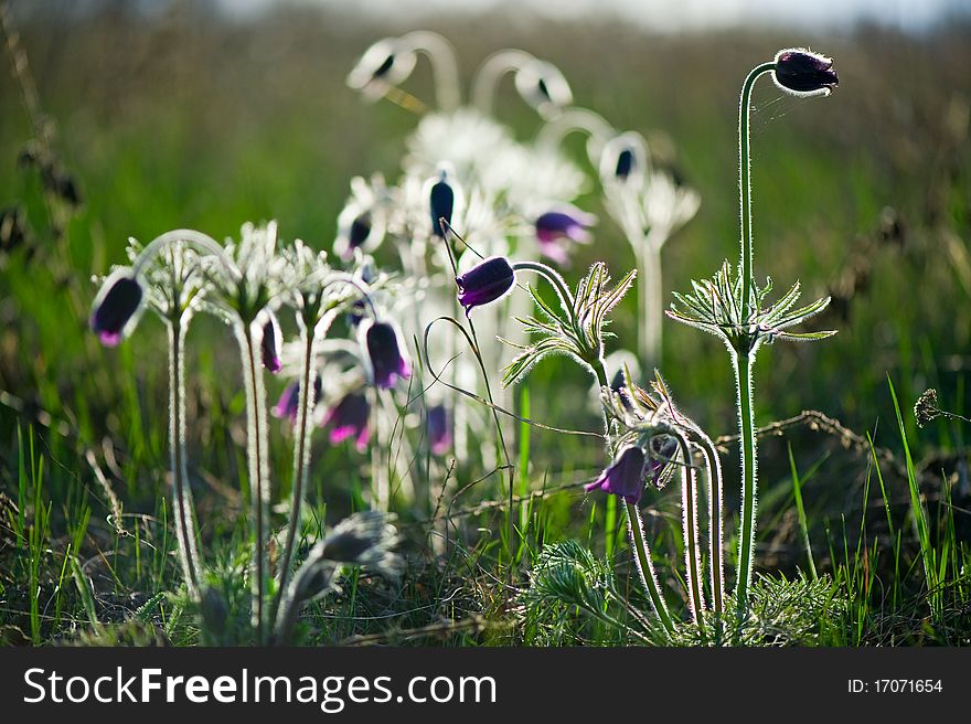 Photo of pulsatilla patens L flowers, grassy perennial, type of Family: Ranunculaceae subfamily: Ranunculoideae tribe: Anemoneae.