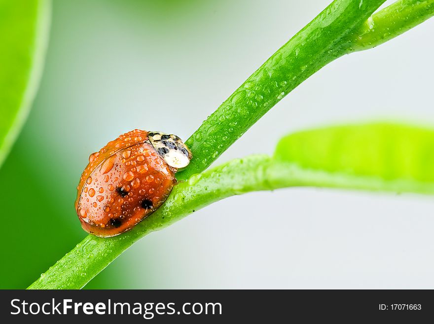 Ladybug on green leaf close up