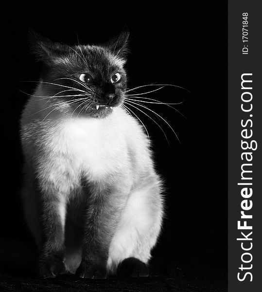 Black and white photograph of an old evil cat