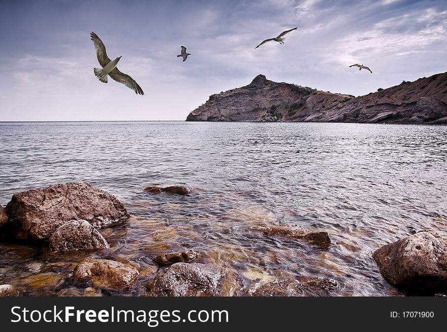 Seagull flying on sea coast