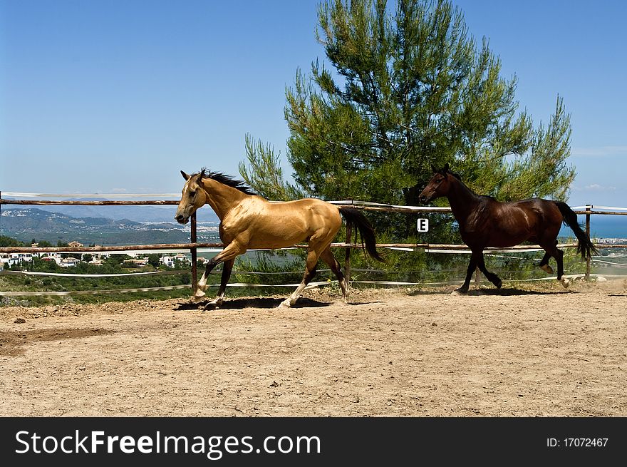 Two horses running on the ranch