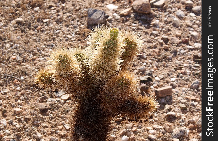 Dry cactus in the desert of Arizona