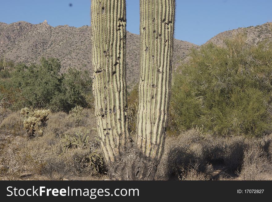 Cactus double in the desert of Arizona. Cactus double in the desert of Arizona