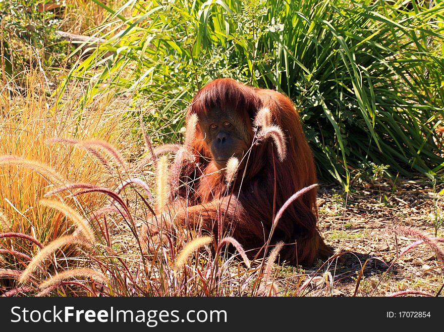 Sumatran Orangutan camouflaged by grasses