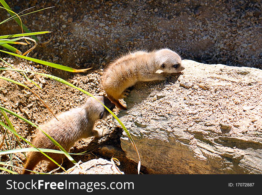 One Month Old Baby Meerkats