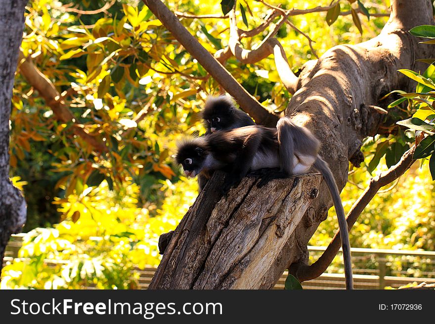 Two Dusky-Leaf Monkeys In Tree