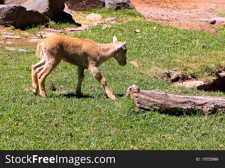 Young Barbary Sheep walking over Grass