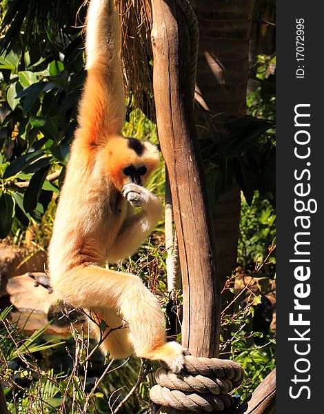Female Northern White-Cheeked Gibbon