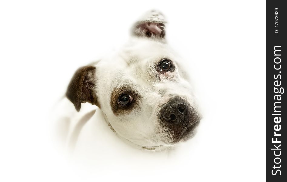 Portrait of a Staffordshire Bullterrier dog