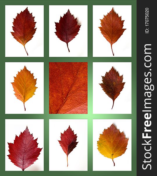 Autumn leaves collection isolated on white