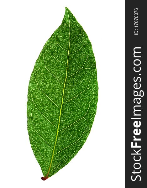 Laurel leaf iosolated on white