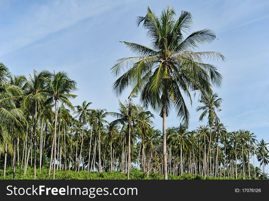 Palm trees on blue sky background