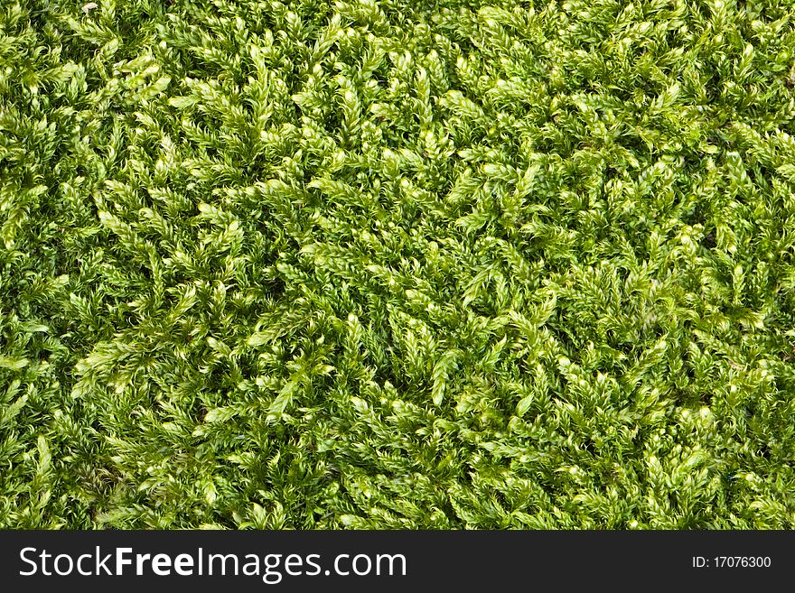 Green moss texture. Can be used as background.