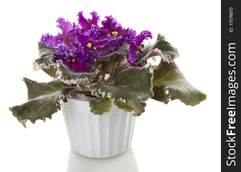 Pot flowers saintpaulia flower, isolated on white background