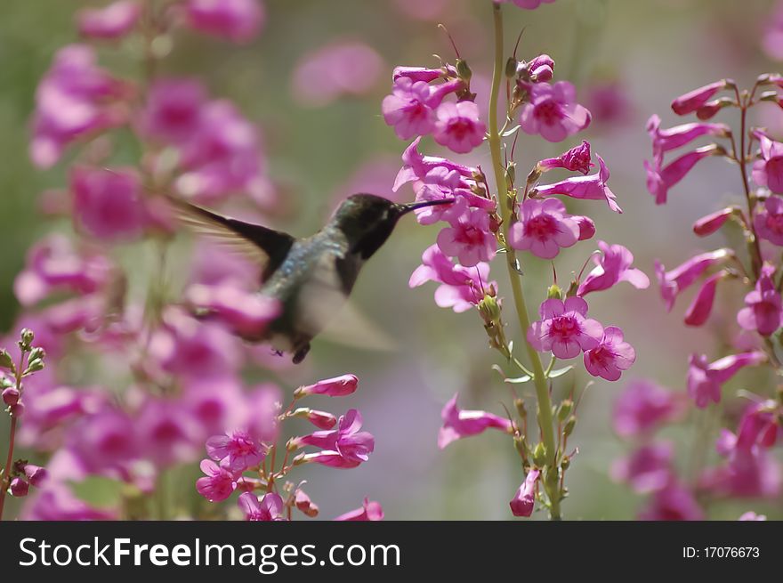 A humming bird sips the nectar from some pink penstemmons. A humming bird sips the nectar from some pink penstemmons.