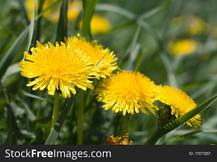 Group of yellow dandelions on grass - closeup view