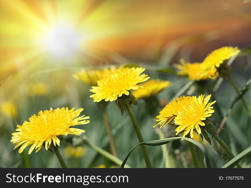 Group of yellow dandelions on sun light
