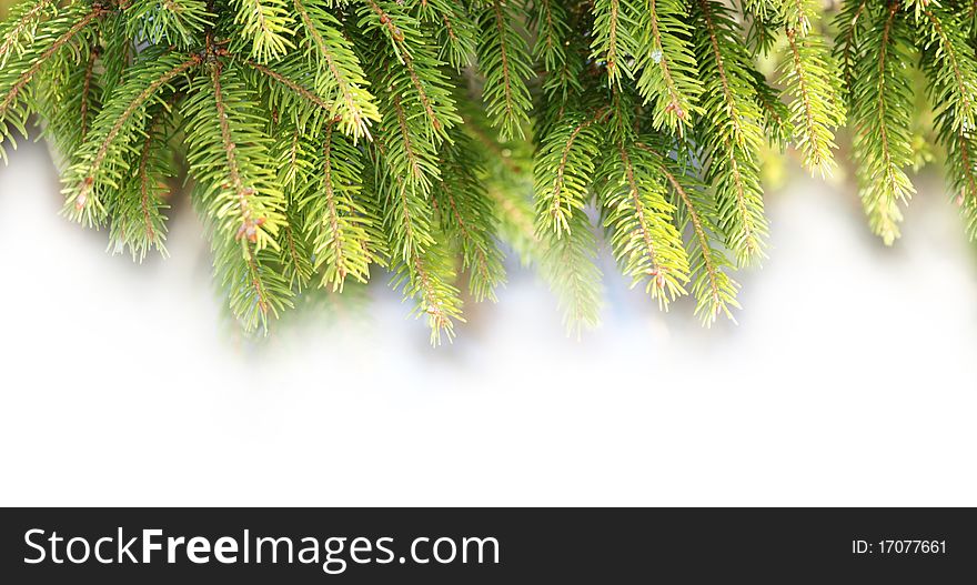 Decorations Of Pine Branches
