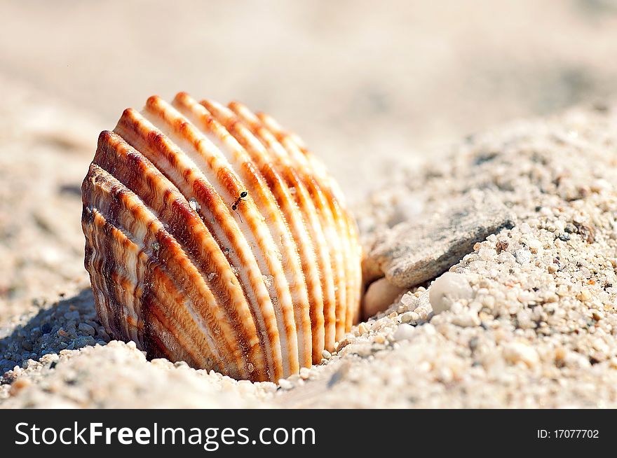 Ant walking on a seashell