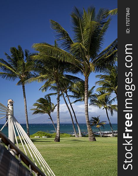 Rest in a shady hammock with this view of palm trees, grass, and the ocean. Rest in a shady hammock with this view of palm trees, grass, and the ocean.