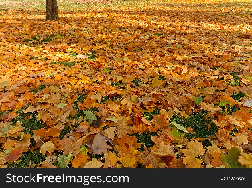 Fall leafs at the park