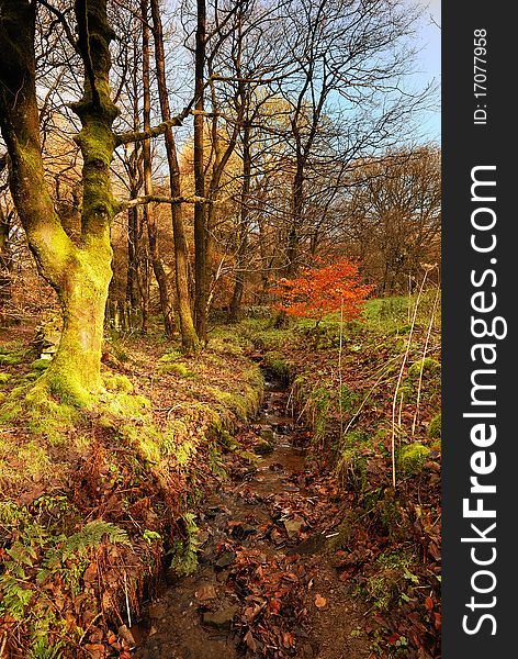 An Autumn Leaf Filled Stream. An Autumn Leaf Filled Stream