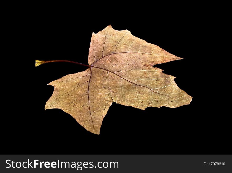 Fall leaf isolated on black background