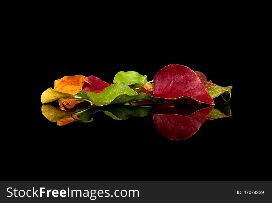 Fall leafs isolated on black background