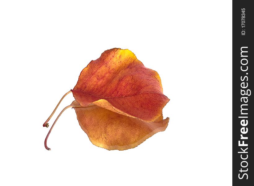 Fall leaf on white background with reflection